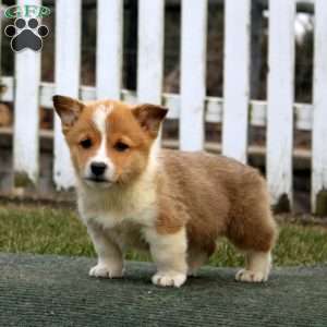 Ross, Pembroke Welsh Corgi Puppy