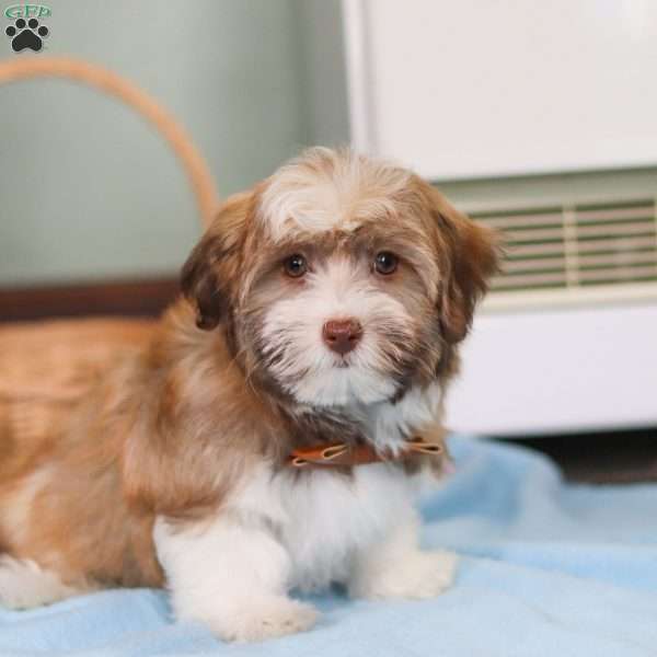 Rover, Havanese Puppy