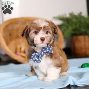Rover, Havanese Puppy