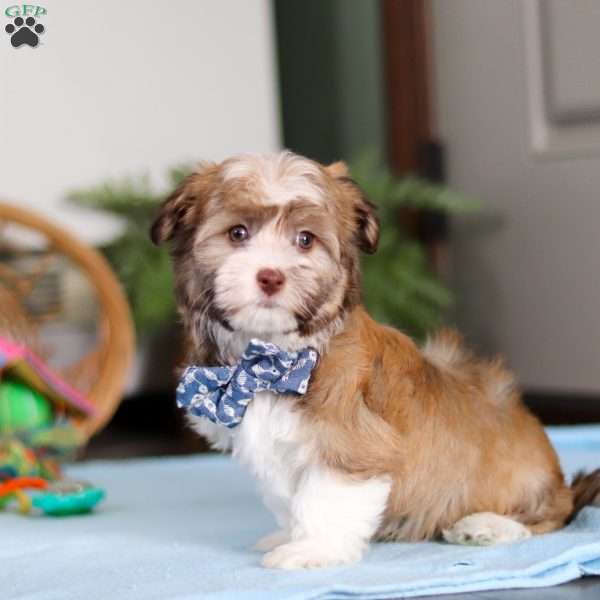 Rover, Havanese Puppy