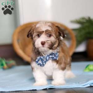 Rover, Havanese Puppy