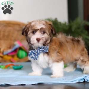 Rover, Havanese Puppy