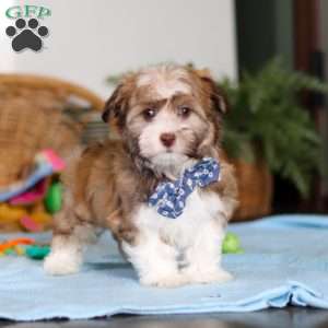 Rover, Havanese Puppy