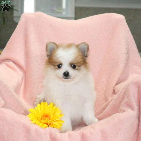 Rover, Pomeranian Puppy