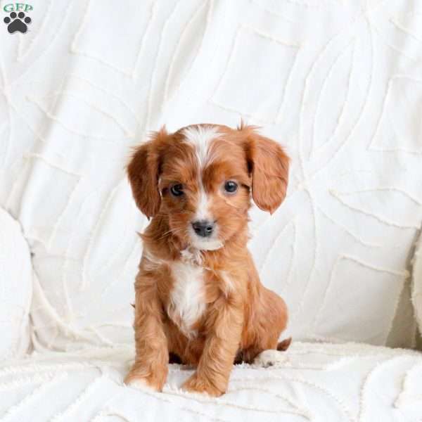 Rover, Cavapoo Puppy