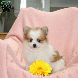 Rover, Pomeranian Puppy