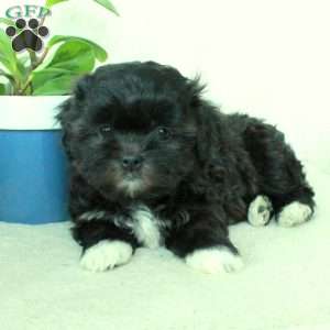 Rover, Shih Tzu Mix Puppy