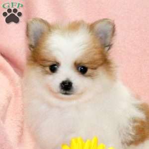 Rover, Pomeranian Puppy