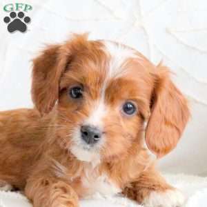 Rover, Cavapoo Puppy