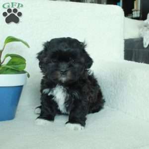 Rover, Shih Tzu Mix Puppy