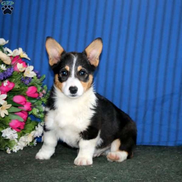 Rover, Pembroke Welsh Corgi Puppy