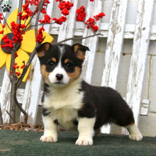 Rover, Pembroke Welsh Corgi Puppy