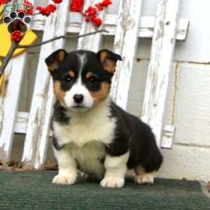 Rover, Pembroke Welsh Corgi Puppy