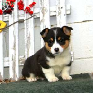 Rover, Pembroke Welsh Corgi Puppy