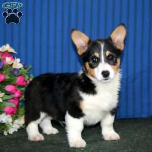 Rover, Pembroke Welsh Corgi Puppy