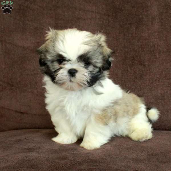 Roxie, Shih Tzu Puppy