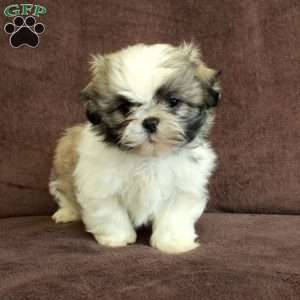 Roxie, Shih Tzu Puppy