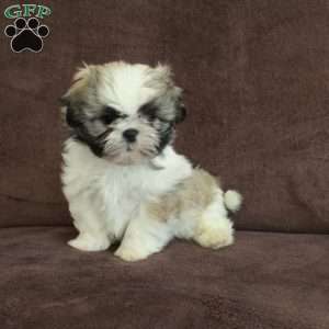 Roxie, Shih Tzu Puppy