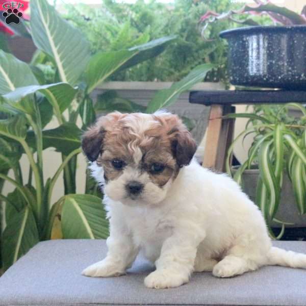 Roxy, Teddy Bear Puppy