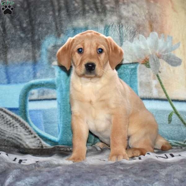Roxy, Yellow Labrador Retriever Puppy