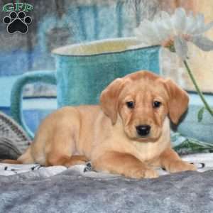 Roxy, Yellow Labrador Retriever Puppy