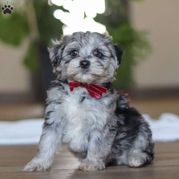 Rubble, Havapoo Puppy