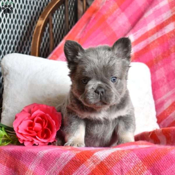 Rubble, French Bulldog Puppy