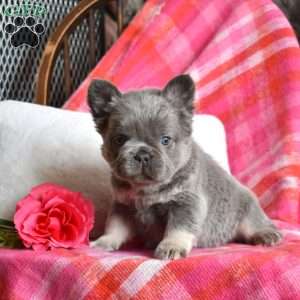 Rubble, French Bulldog Puppy