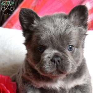 Rubble, French Bulldog Puppy