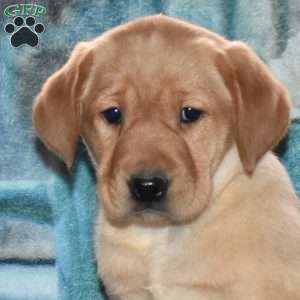 Rubena, Yellow Labrador Retriever Puppy