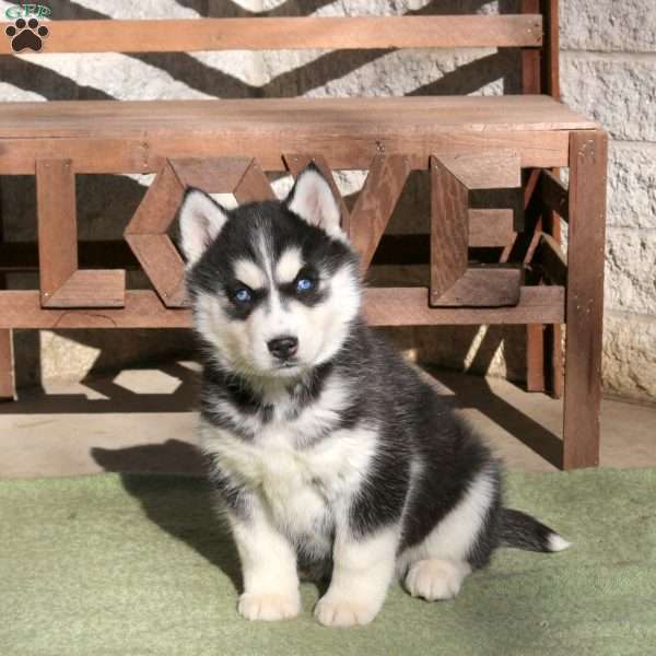 Ruby, Siberian Husky Puppy
