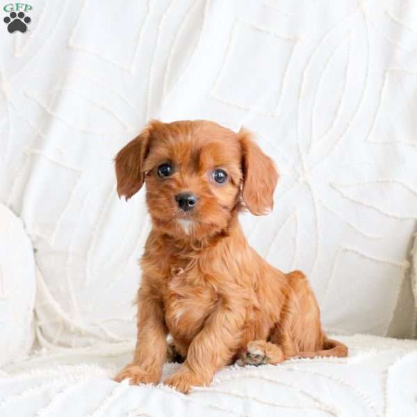 Ruby, Cavapoo Puppy