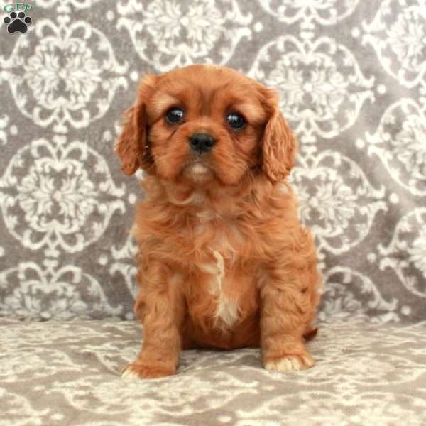Ruby, Cavalier King Charles Spaniel Puppy