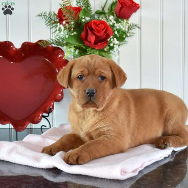 Ruby, Fox Red Labrador Retriever Puppy