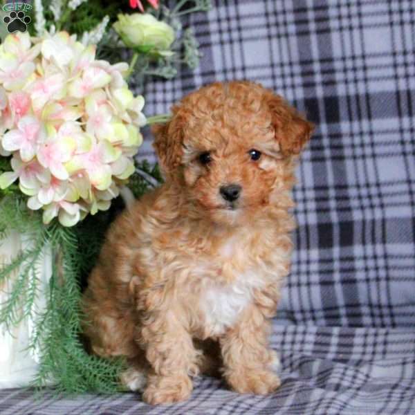Ruby, Toy Poodle Puppy