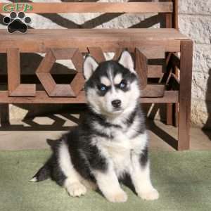 Ruby, Siberian Husky Puppy