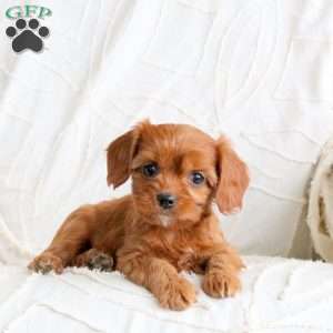 Ruby, Cavapoo Puppy