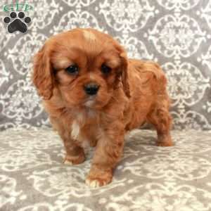 Ruby, Cavalier King Charles Spaniel Puppy