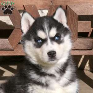 Ruby, Siberian Husky Puppy