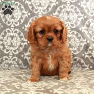 Ruby, Cavalier King Charles Spaniel Puppy