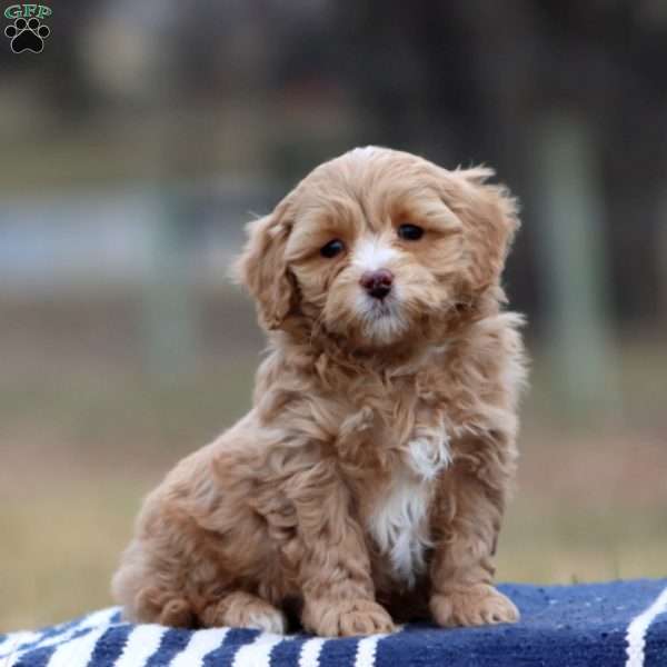 Ruby, Cockapoo Puppy