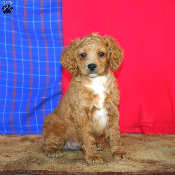 Ruby, Cockapoo Puppy