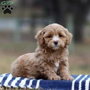 Ruby, Cockapoo Puppy