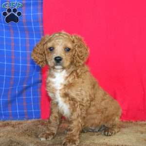 Ruby, Cockapoo Puppy