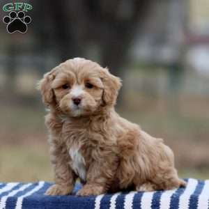 Ruby, Cockapoo Puppy