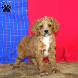 Ruby, Cockapoo Puppy