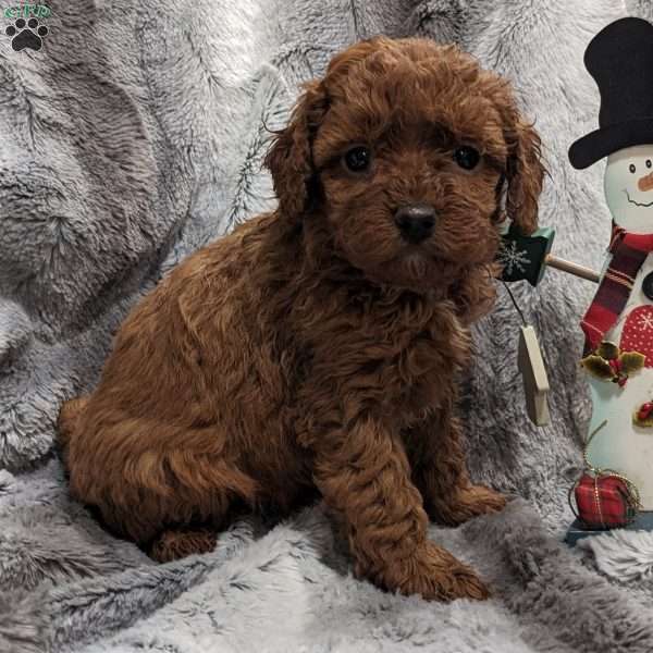 Ruby, Miniature Poodle Puppy