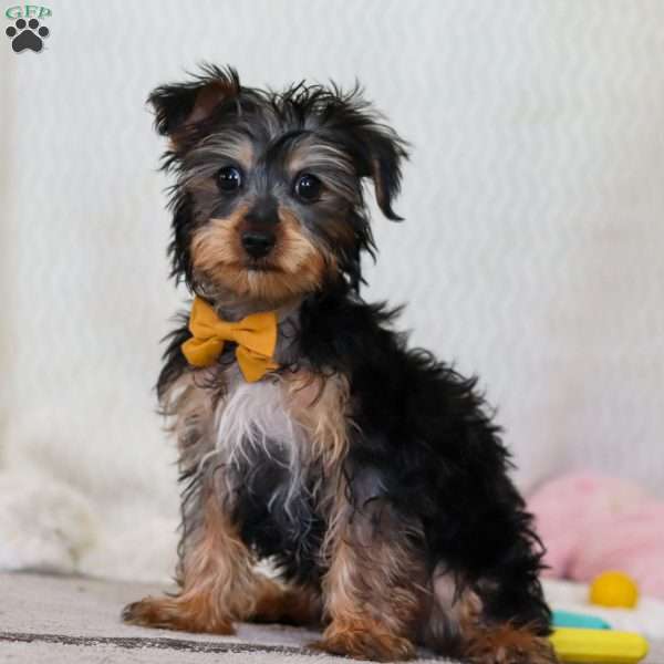 Rudoleph, Yorkie Puppy