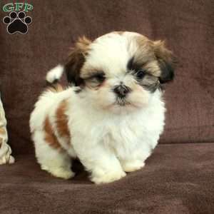 Rudy, Shih Tzu Puppy