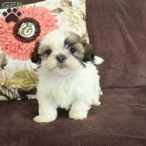 Rudy, Shih Tzu Puppy